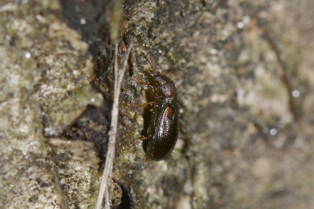 Lissodema denticolle - Salpingidae